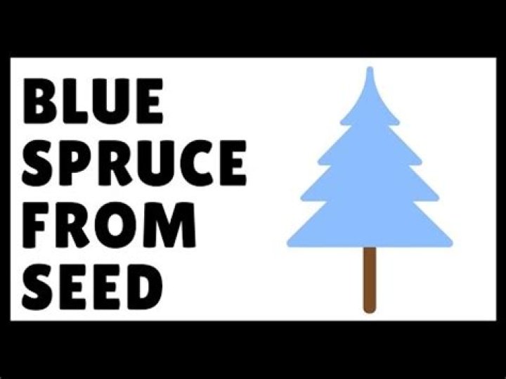 How long does it take for a Colorado blue spruce to grow from seed?
