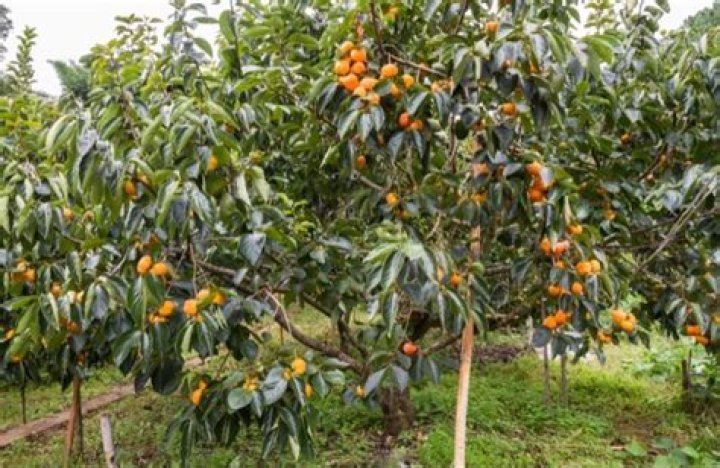 How long does it take for a common persimmon tree to produce fruit?