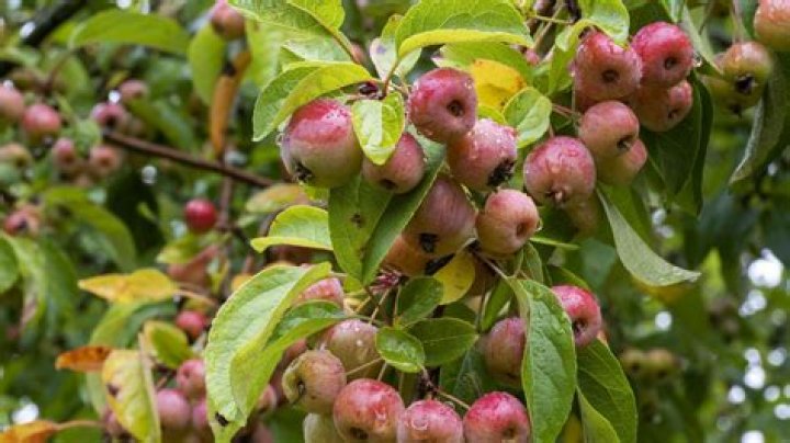 How long does it take for a crabapple tree to mature?