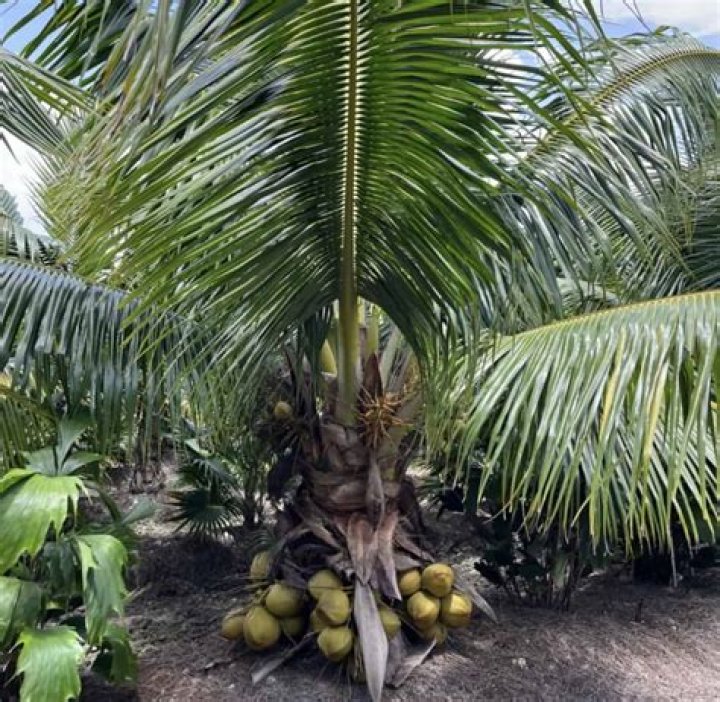How long does it take for a dwarf coconut tree to grow?