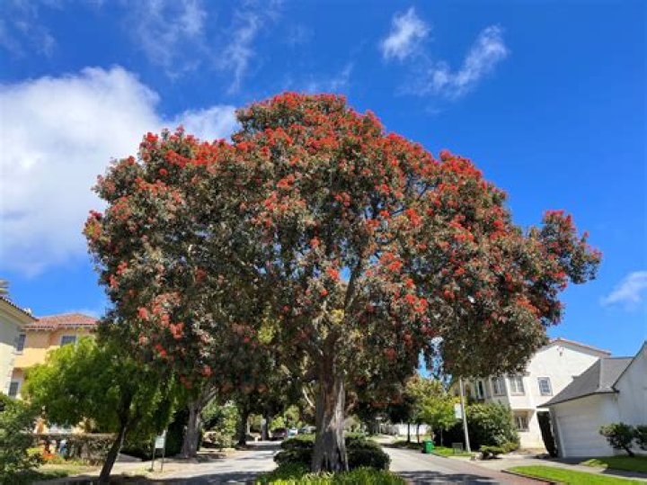 How long does it take for a flowering gum to flower?