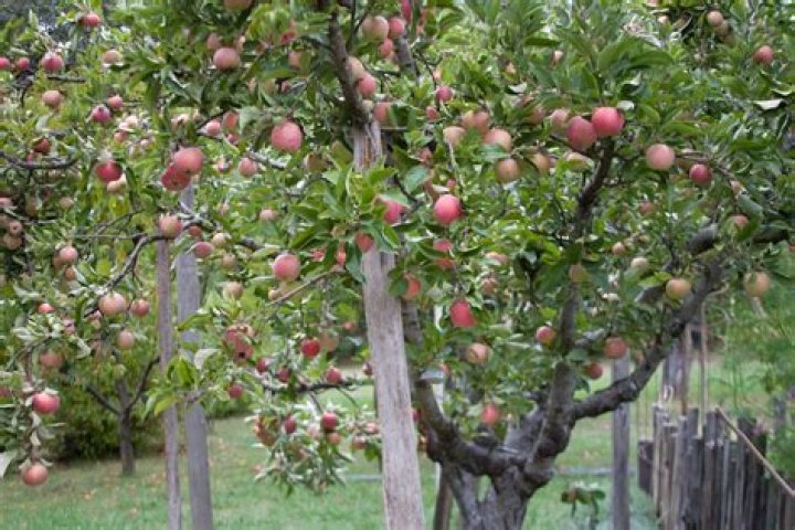 How long does it take for a Gala apple tree to produce fruit?