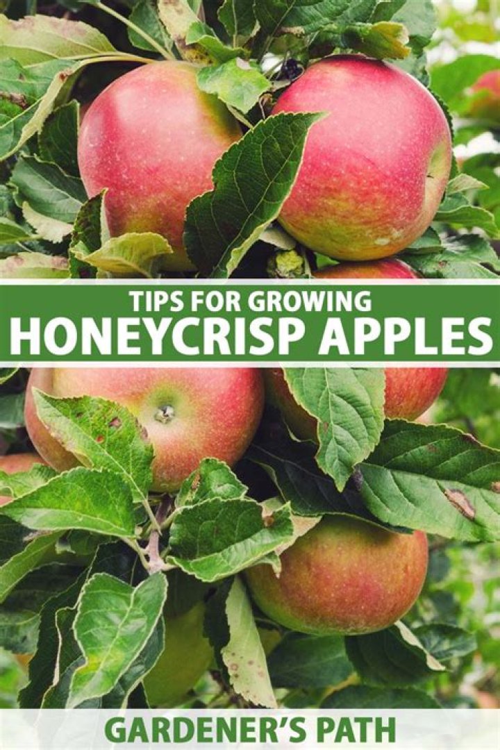 How long does it take for a Honeycrisp apple tree to produce fruit?
