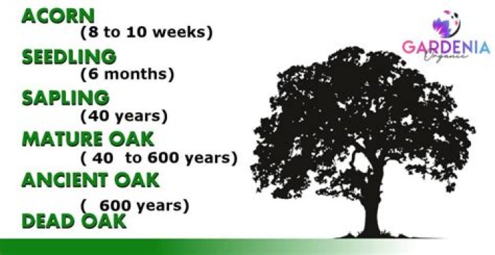 How long does it take for a live oak to grow?
