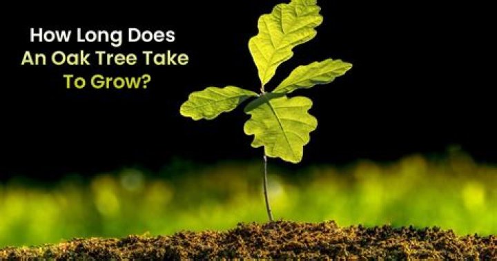 How long does it take for a live oak tree to mature?