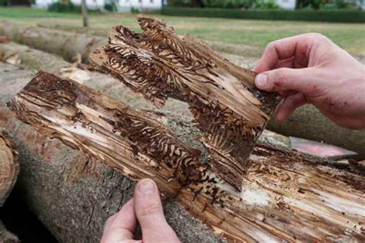 How long does it take for a pine bark beetle to kill a tree?