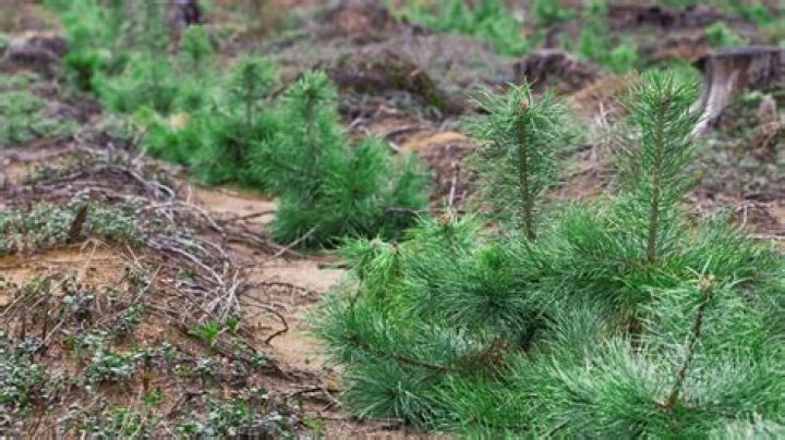 How long does it take for a pine tree to grow 100 feet?