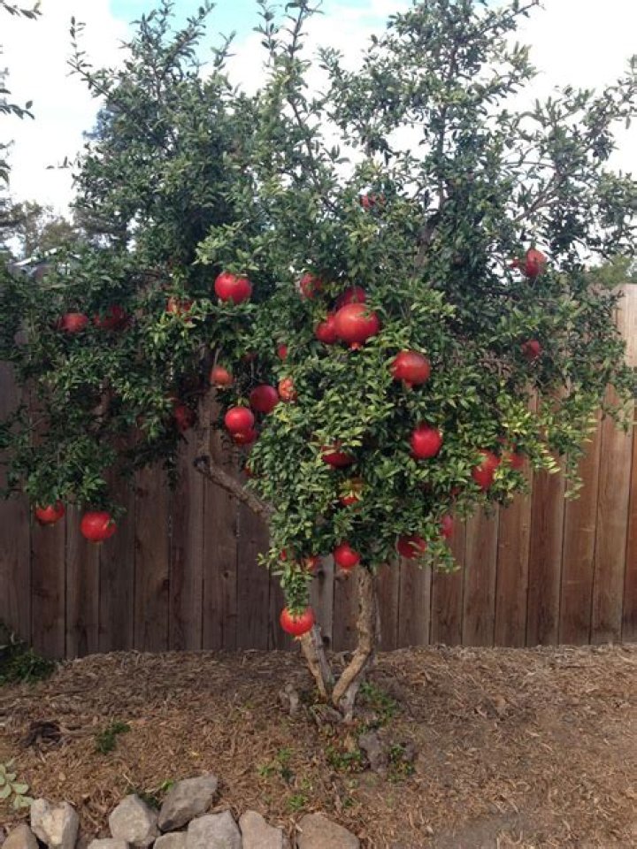 How long does it take for a pomegranate tree to mature?