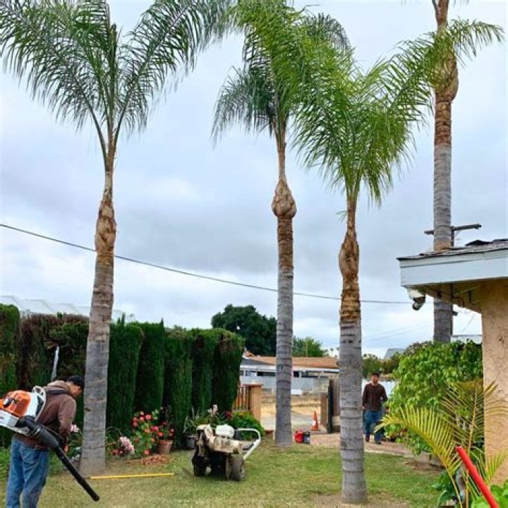 How long does it take for a queen palm to establish?