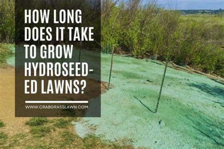 How long does it take for a seeded lawn to establish?