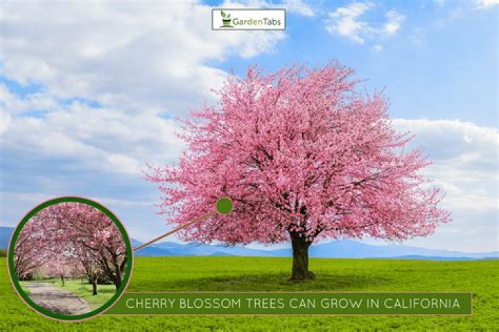 How long does it take for a sour cherry tree to grow?