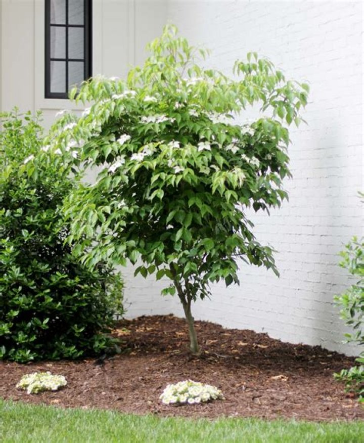 How long does it take for a white dogwood to mature?