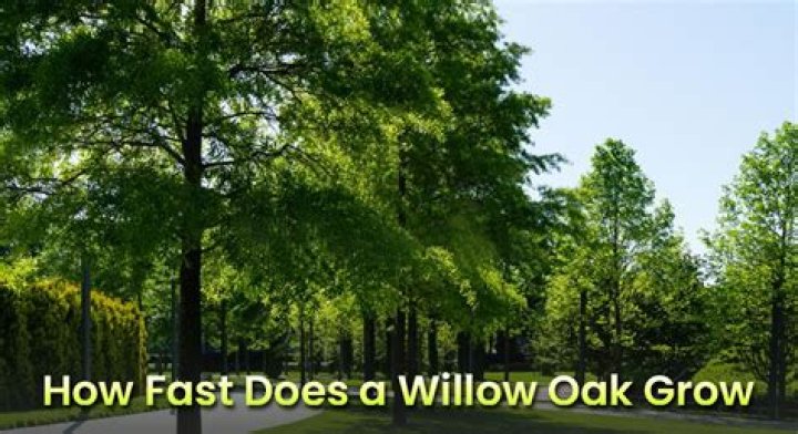 How long does it take for a willow oak to grow?
