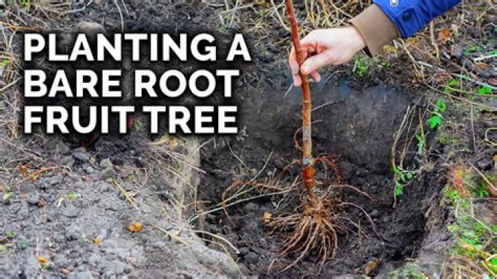 How long does it take for bare root trees to wake up?