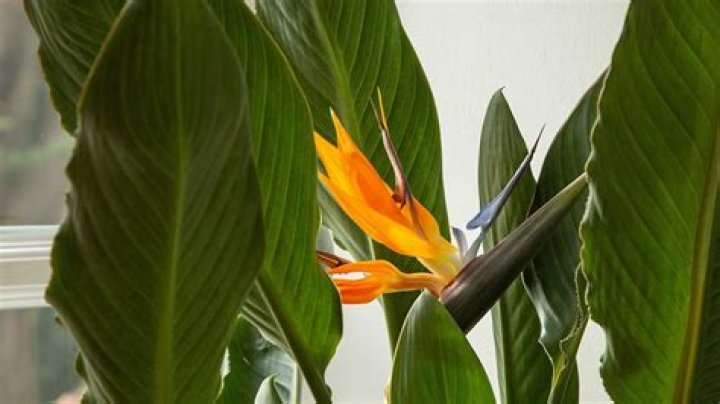 How long does it take for giant bird of paradise to grow?