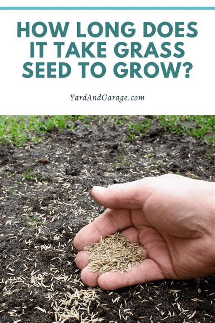 How long does it take for grass to seed itself?