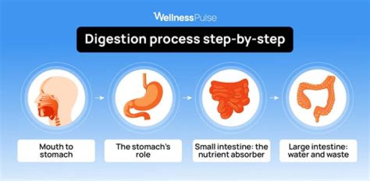 How long does it take for ice cream to digest in your system?