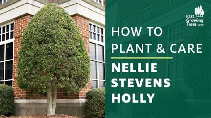 How long does it take for Nellie Stevens holly to mature?