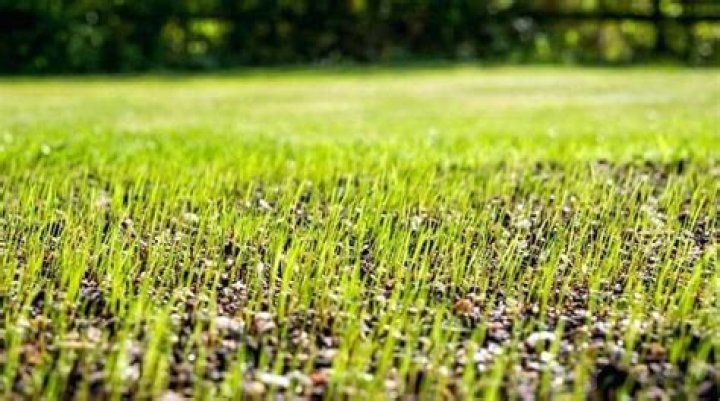 How long does it take for new grass to grow?