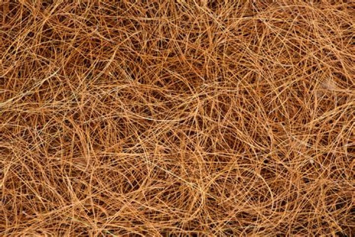 How long does it take for pine needles to die?