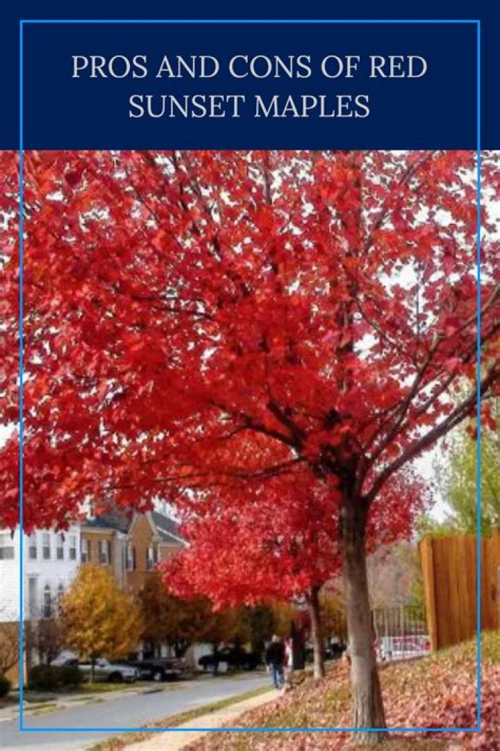 How long does it take for red sunset maple to mature?