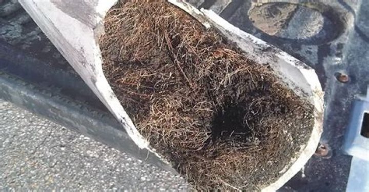 How long does it take for roots to grow back in sewer line?