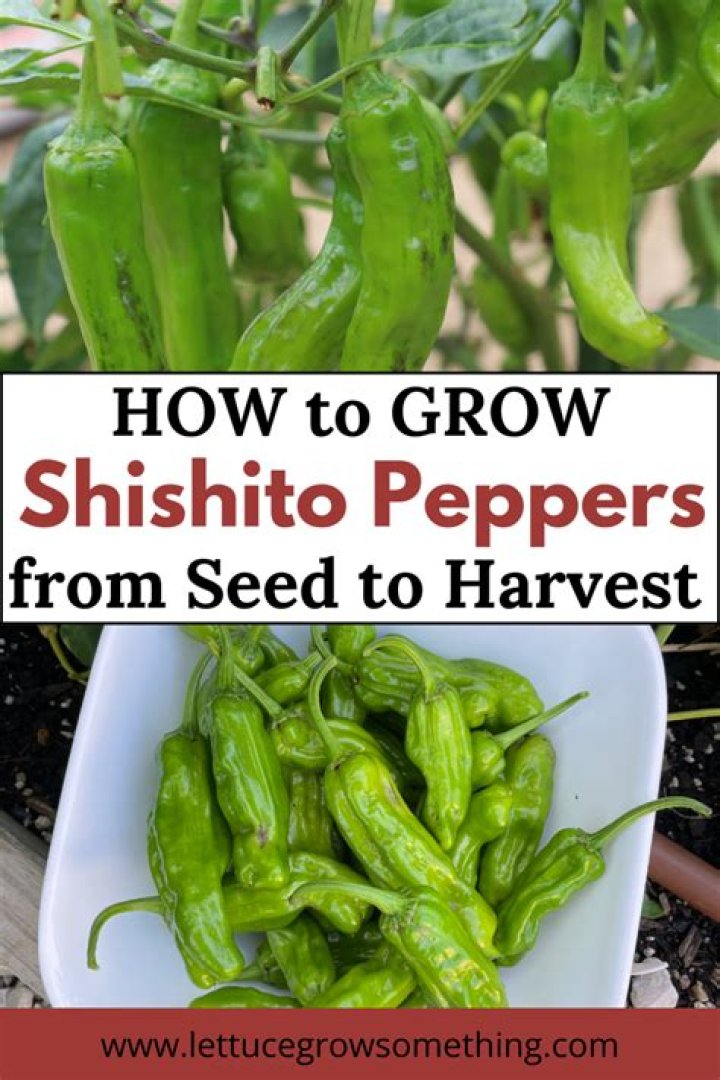 How long does it take for shishito peppers to grow?