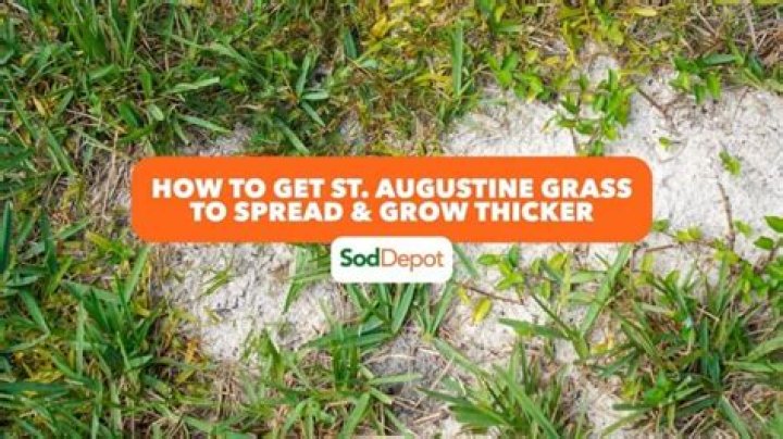 How long does it take for St Augustine plugs to spread?