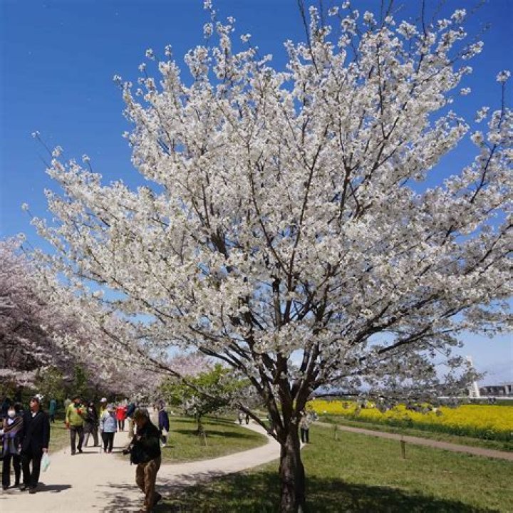 How long does it take for Yoshino cherry to grow?