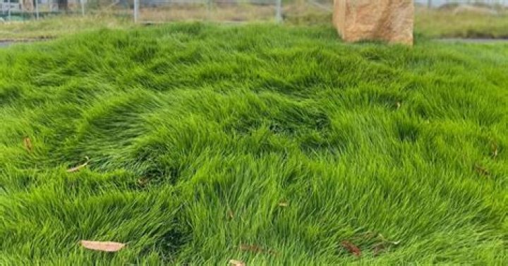 How long does it take for Zoysia sod to root?