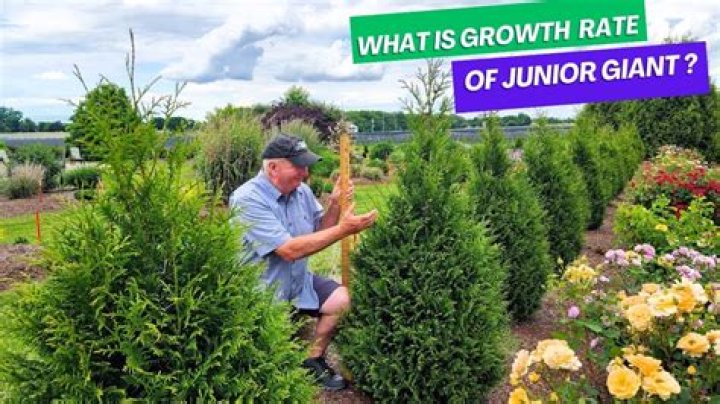 How long does it take giant arborvitae to grow?