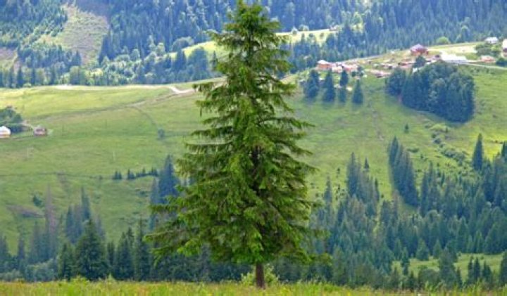 How long does it take Norway spruce to grow?
