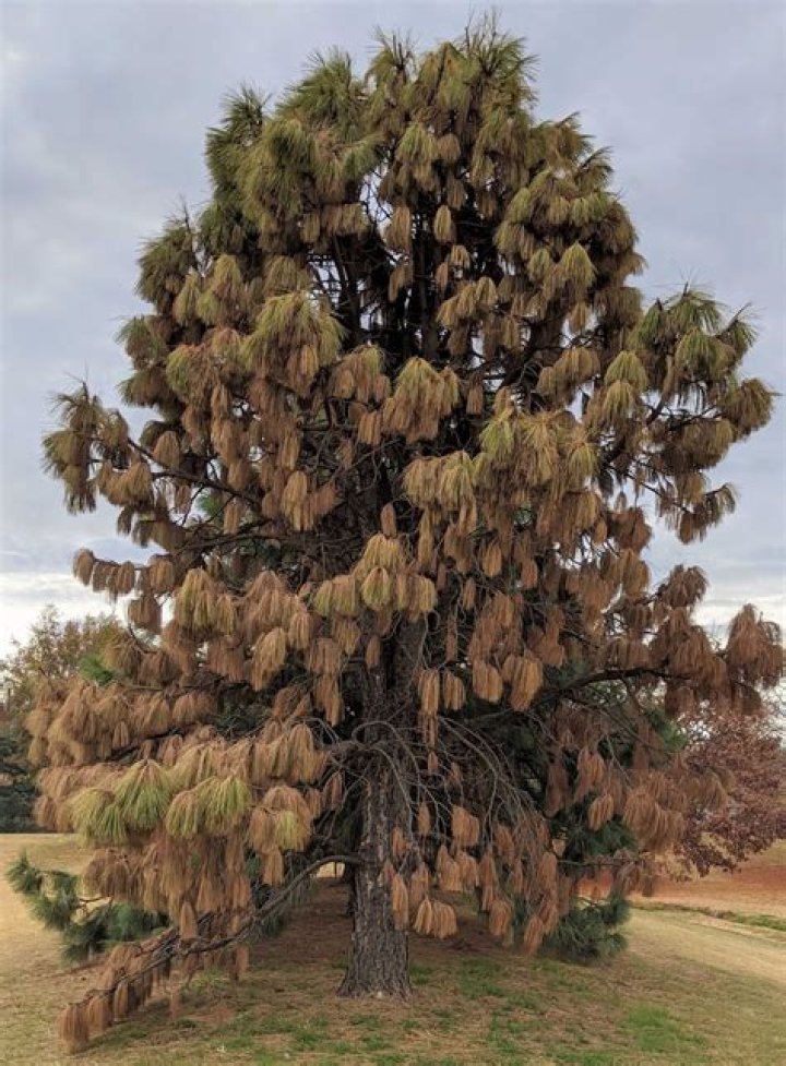 How long does it take to grow a mature pine tree to harvest for wood?