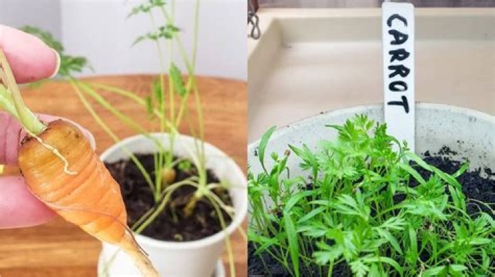How long does it take to grow carrots from seed?