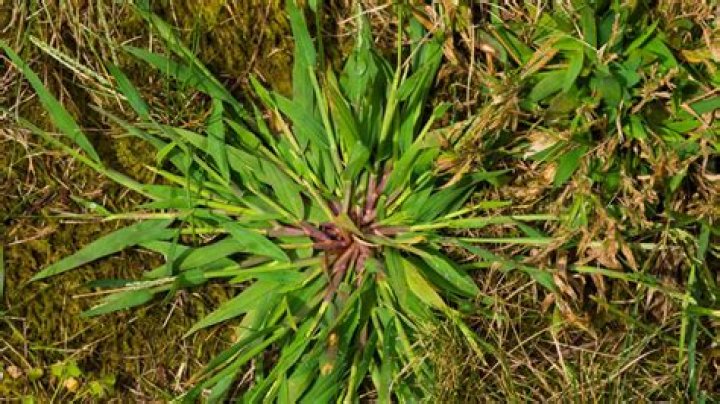 How long does it take to kill crabgrass with baking soda?