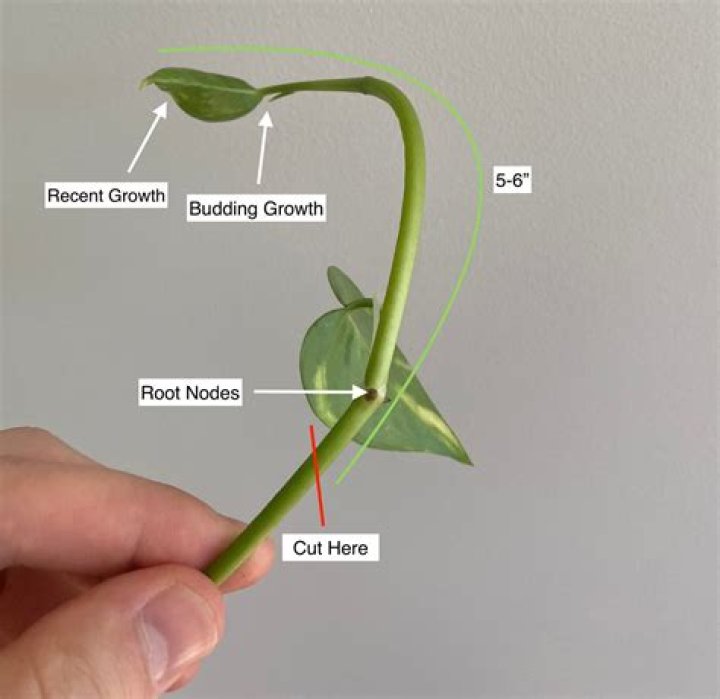 How long does it take to propagate cuttings?