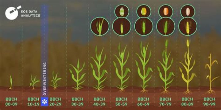 How long does it take wheat to flower?