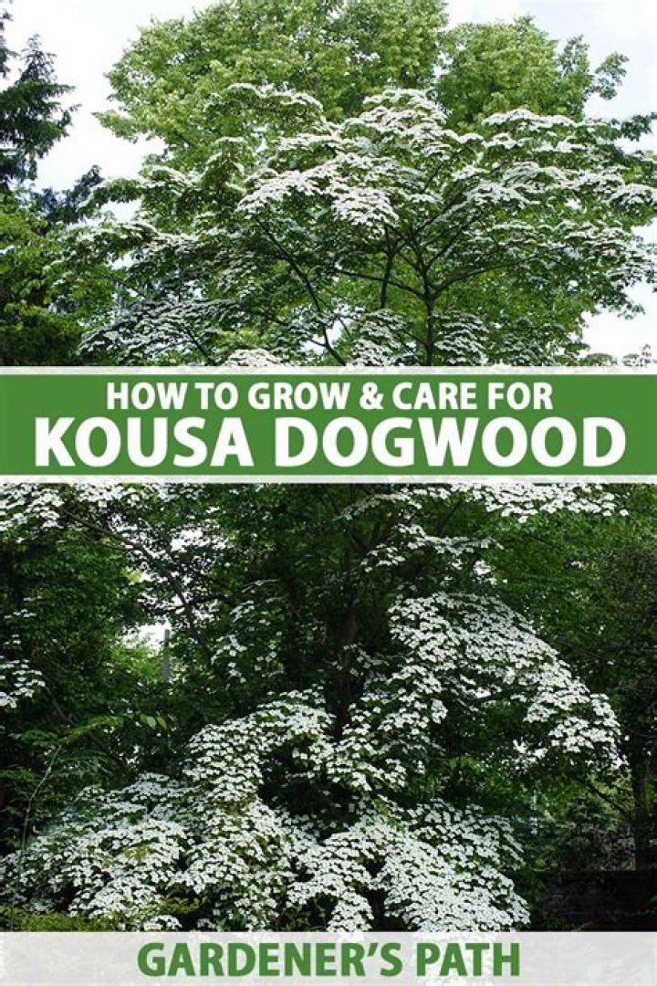 How long does kousa dogwood take to grow?
