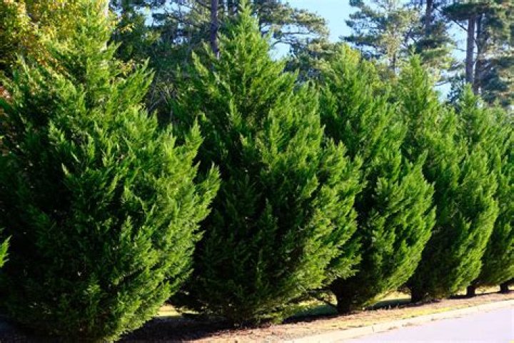 How long does Leylandii take to establish?