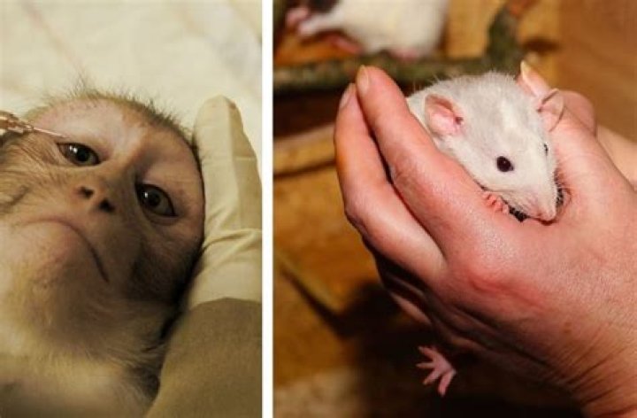 How long has Polk Audio been around?