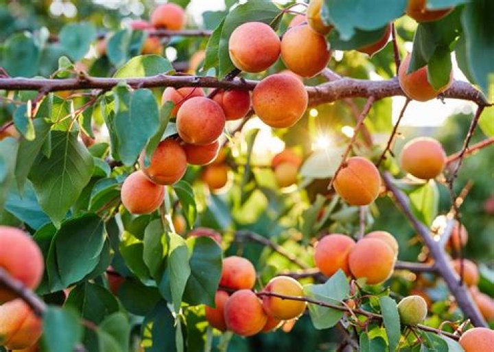 How long will apricot trees produce?
