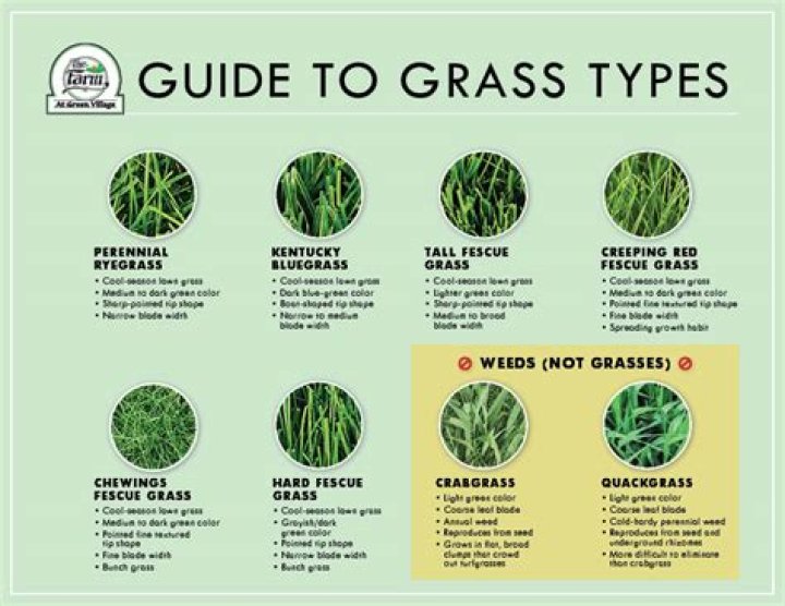 How many blades of grass are in the average backyard?