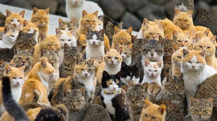 How many cats are left in the world 2021?