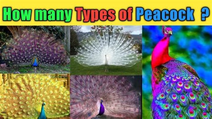 How many colors does peacock have?