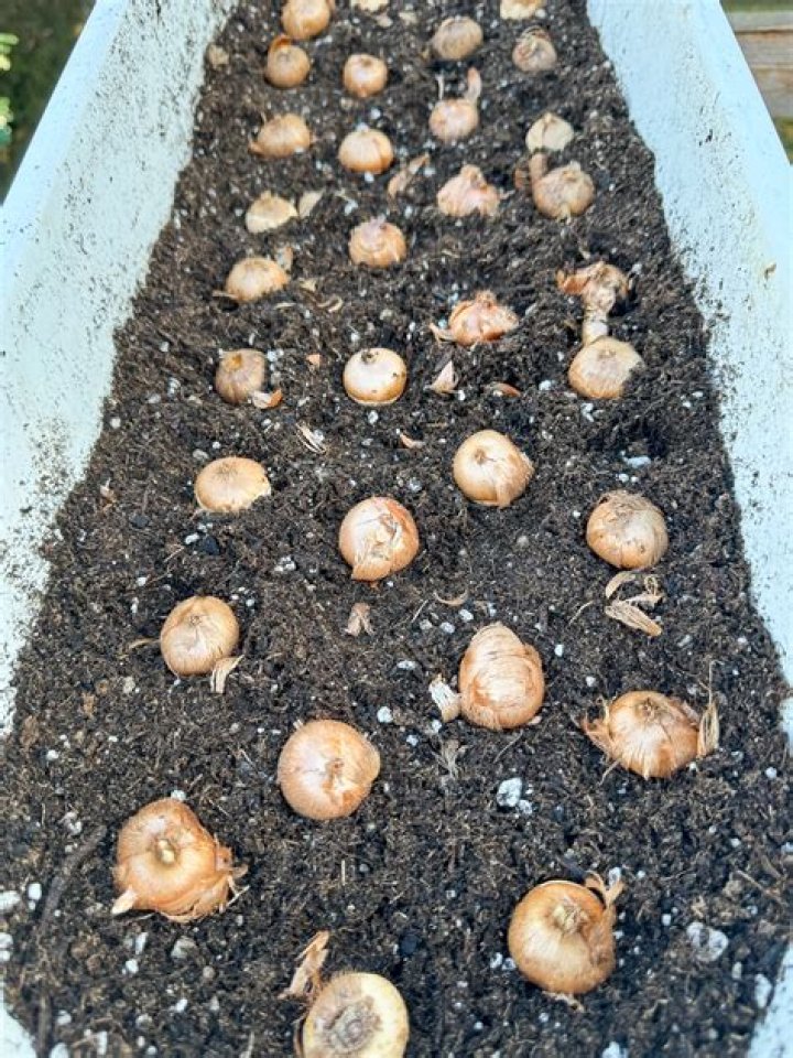 How many crocus bulbs can you plant together?
