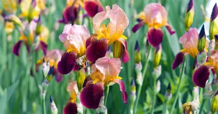 How many different types of Iris are there?