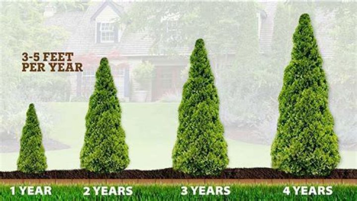 How many inches does an evergreen tree grow per year?