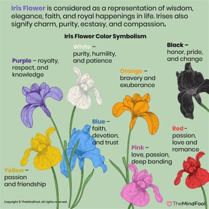 How many iris flower are there?