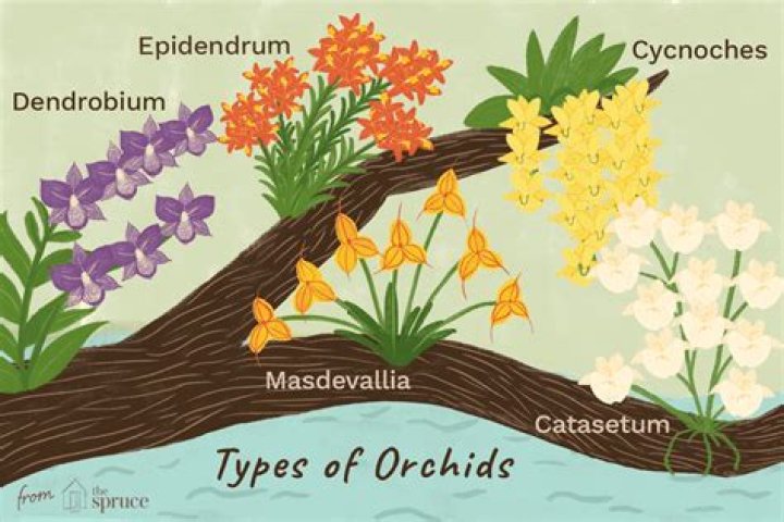 How many kinds of orchids are there?