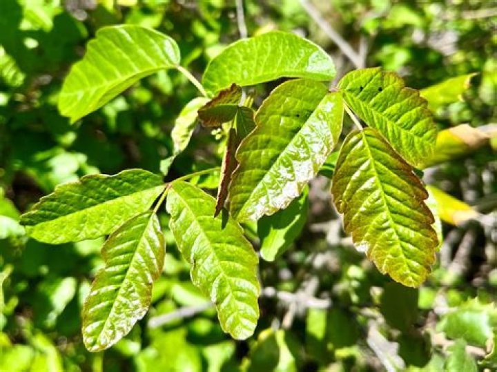 How many leaves does a mature oak have?